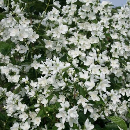 Чубушник венечный Балет Мотыльков