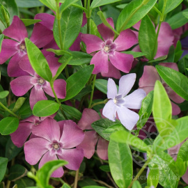 Барвинок Атропурпурея малый 