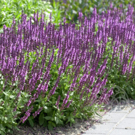 Шалфей дубравный Amethyst