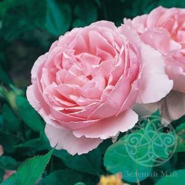 Роза Брат Кадфаэль английская