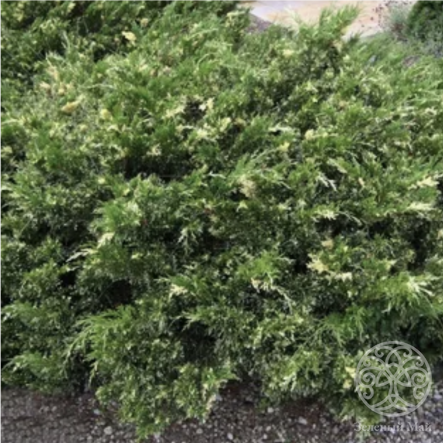 Можжевельник Вариегата казацкий