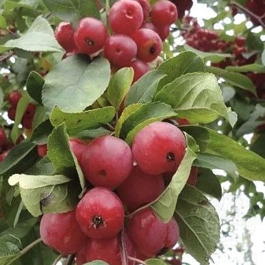 Яблоня Ред Сентинел