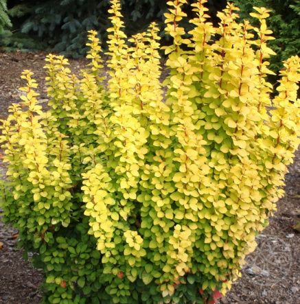 Барбарис Тунберга Мария