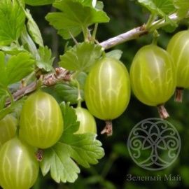 Крыжовник Малахит