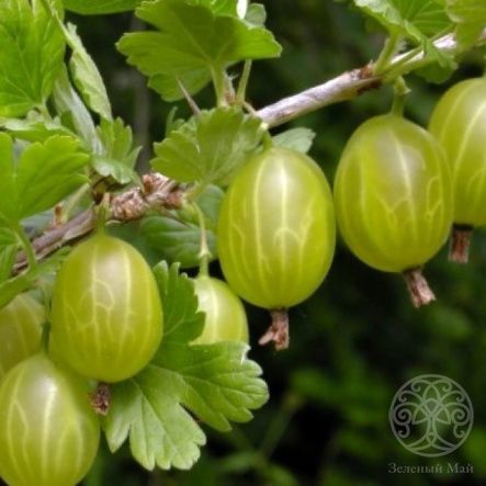 Крыжовник Малахит