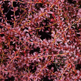 Барбарис Тунберга Ред Дрим