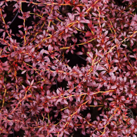 Барбарис Тунберга Ред Дрим