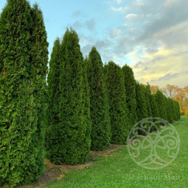 Туя Колумна западная