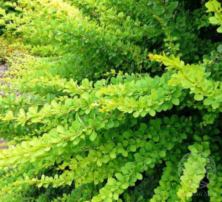 Барбарис Тунберга Грин Карпет