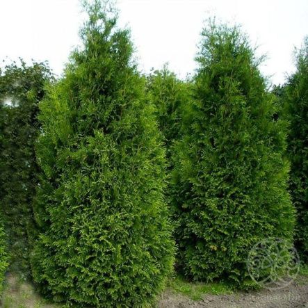 Туя Кинг оф Брабант западная