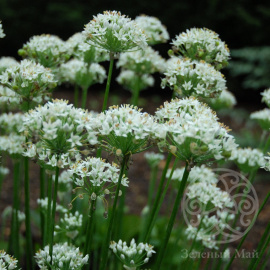 Лук душистый