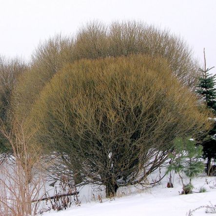 Ива Буллата ломкая 