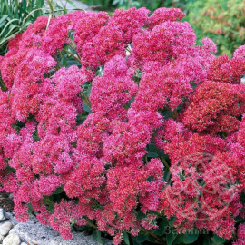 Очиток Карл гибридный 