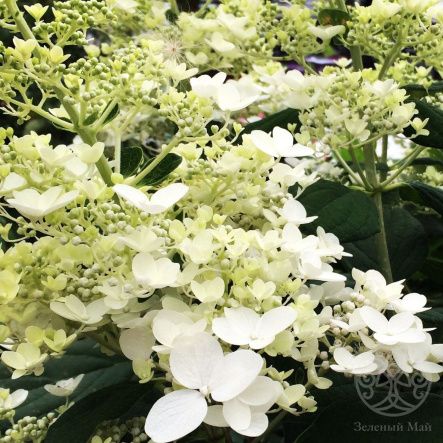 Гортензия Брасселс Лейс метельчатая