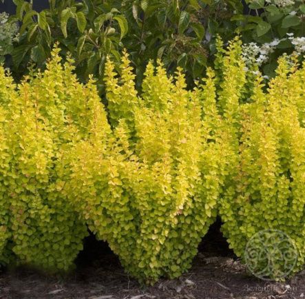 Барбарис Тунберга Мария