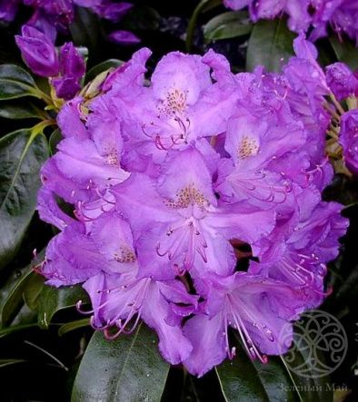 Рододендрон Грандифлорум катевбинский 