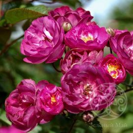 Роза Сибелиус мускусная 