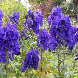 Аконит Кармихеля Арендси