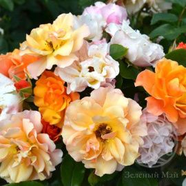 Роза Текила шраб 