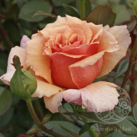 Роза Пако Рабан чайно-гибридная 