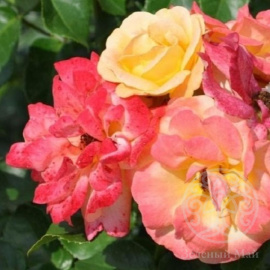 Роза Цыгане Штамб