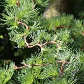 Лиственница Диана Кемпфера (японская) 