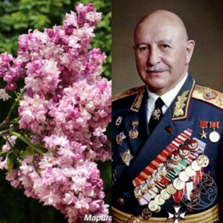 Сирень Маршал Малиновский