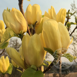 Магнолия бруклинская Yellow Bird
