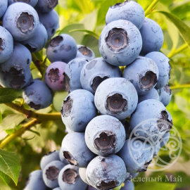 Голубика Река 