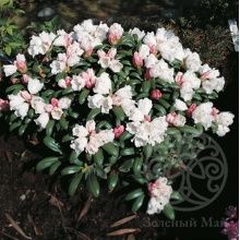 Рододендрон Schneekissen якушиманский