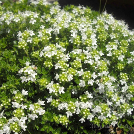 Тимьян Aльбус ползучий 