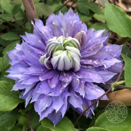 Клематис Диамантина