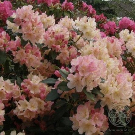 Рододендрон Перси Вайзман