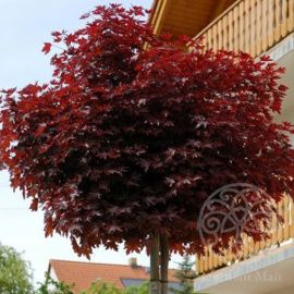 Клен Пурпл Глоб остролистный