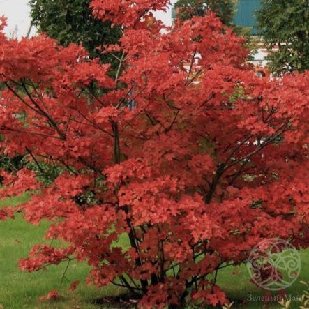 Бересклет крылатый 