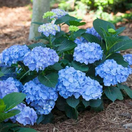 Гортензия Крупнолистная в сортах 