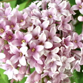 Сирень венгерская