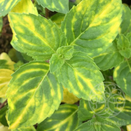 Мята перечная Ginger