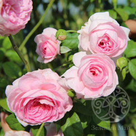 Роза Мон Кер япония, современный шраб