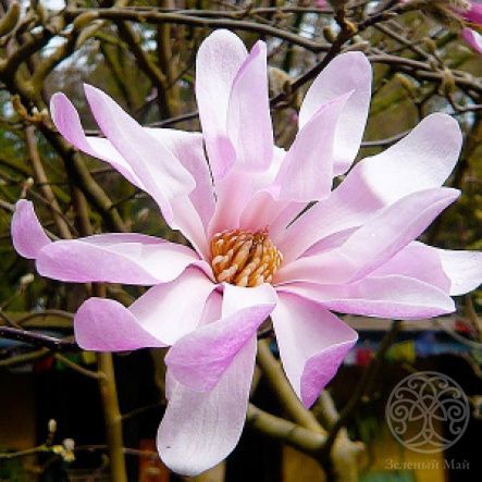 Магнолия звёздчатая Rosea