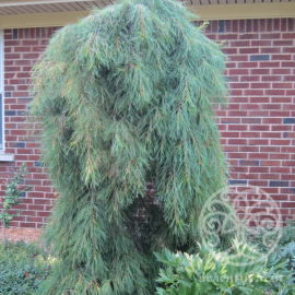 Сосна Ниагара Фоллс Веймутова