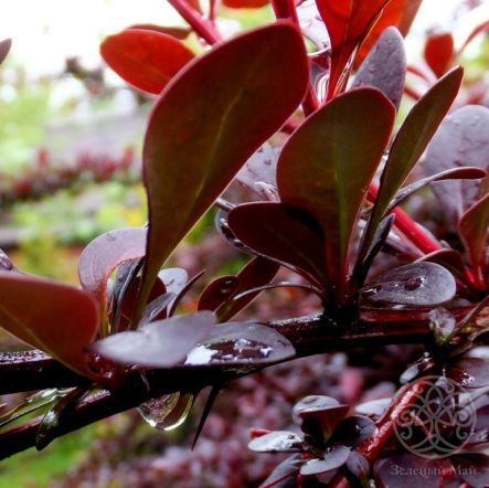 Барбарис Тунберга Атропурпуреа