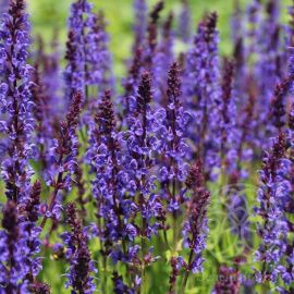 Шалфей дубравный Блаукёнигин