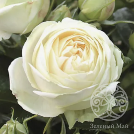 Роза Веддинг Пиано Штамб