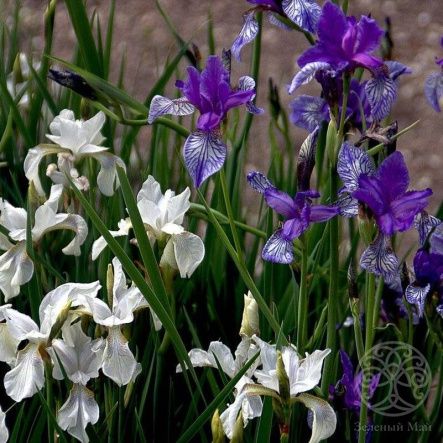 Ирис в  ассортименте