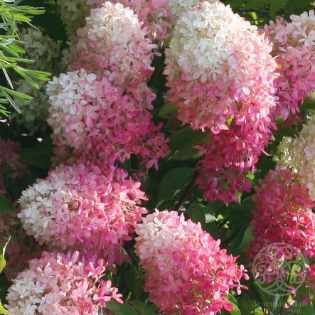Гортензия Тач Оф Пинк метельчатая