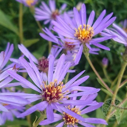 Калимерис Блю Стар