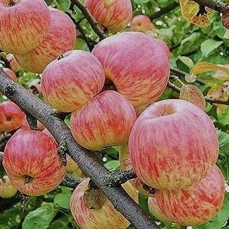 Яблоня АВЕНАРИУС