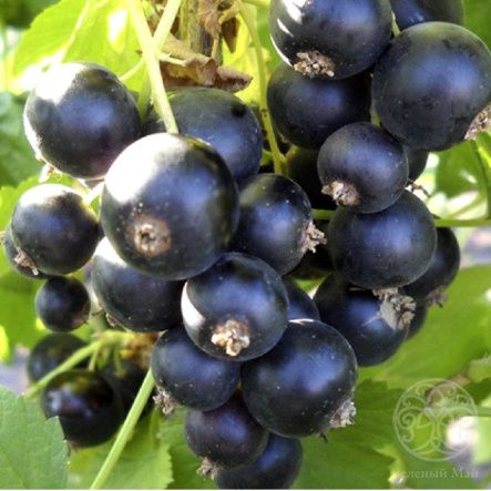 Смородина черная Пигмей 