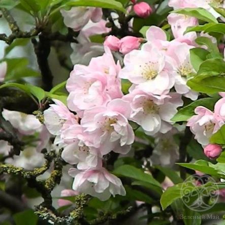 Яблоня Яркая Весна декоративная (махровая)